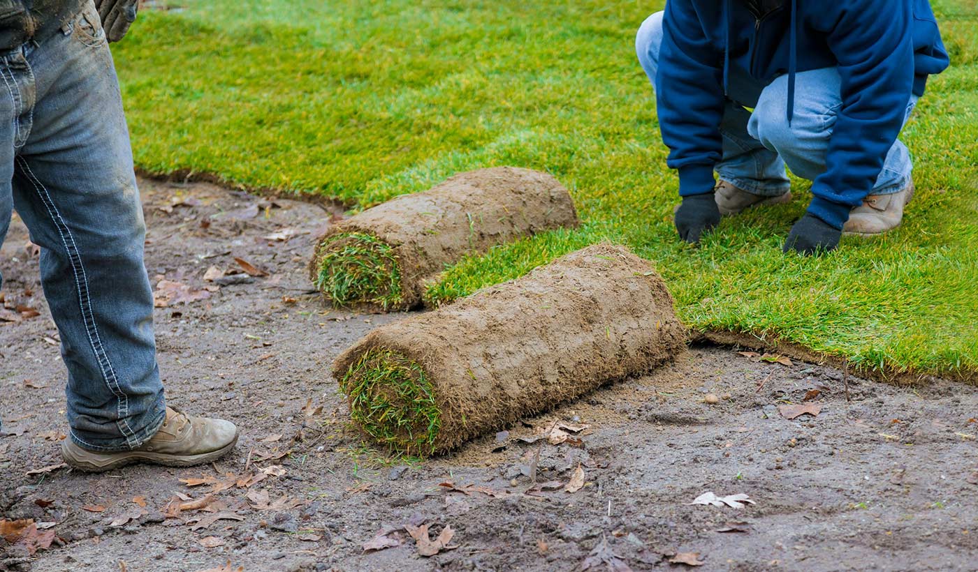 Sod Replacement